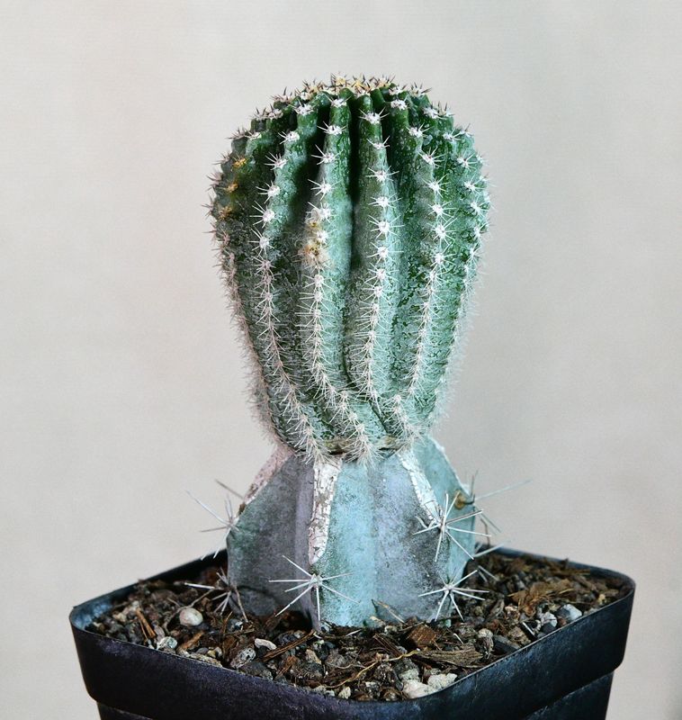 Echinopsis hybrid Romantic Song young plant in pot