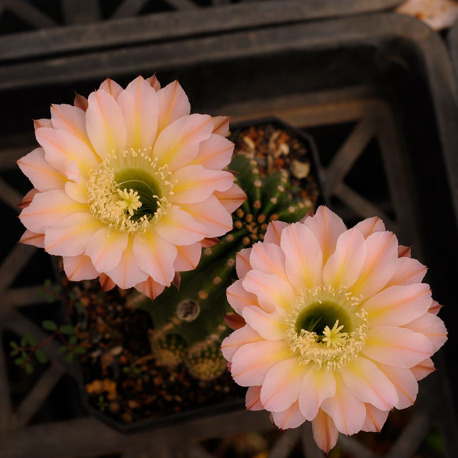Echinopsis hybrid Romantic Song in bloom with multiple pink flowers