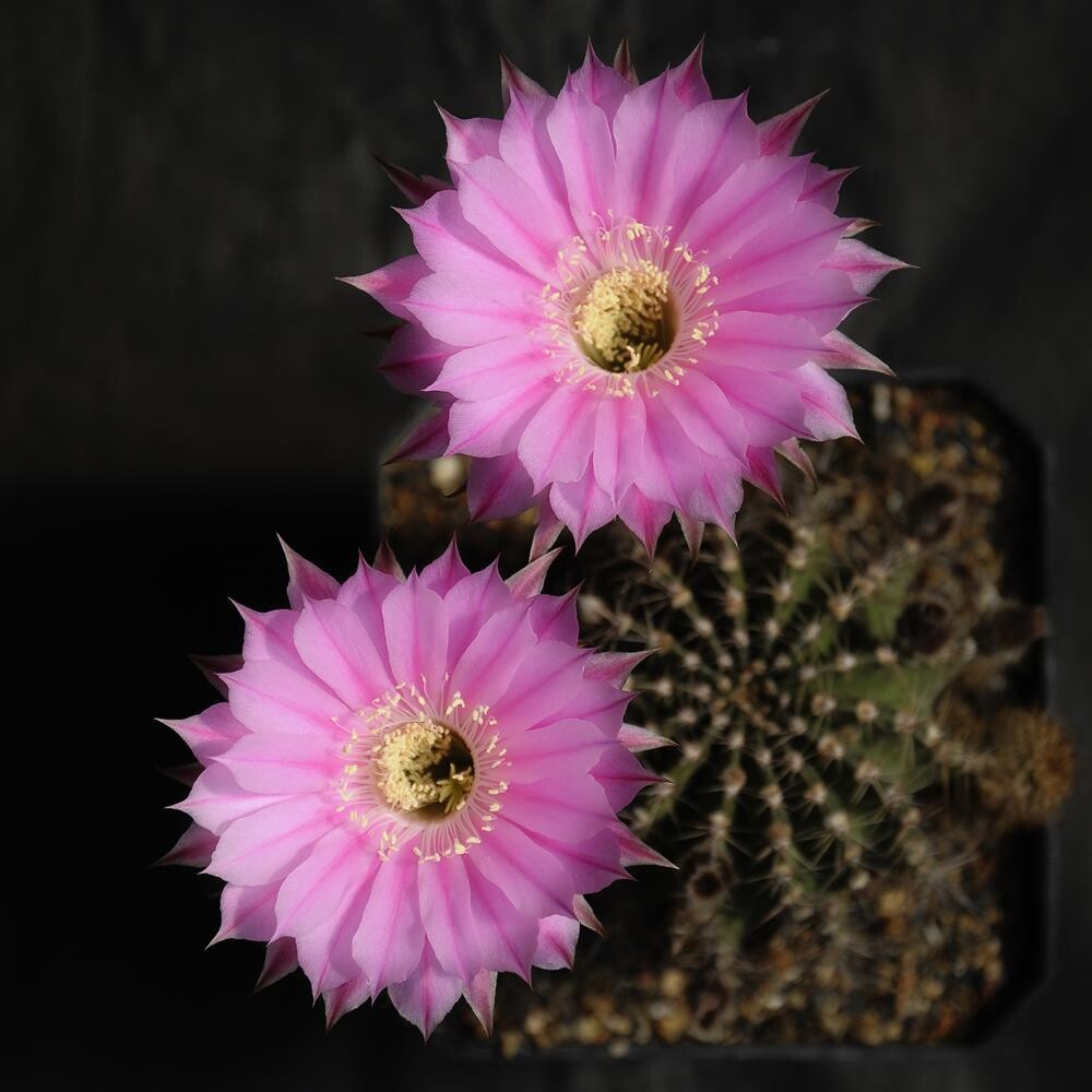 Echinopsis hybrid Ecstacy- flower