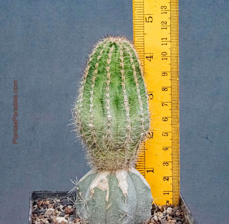 Echinopsis hybrid Ecstacy with ruler for size reference