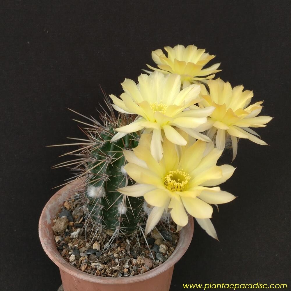 Weberocerous aurea fallax multicolor-With Flower