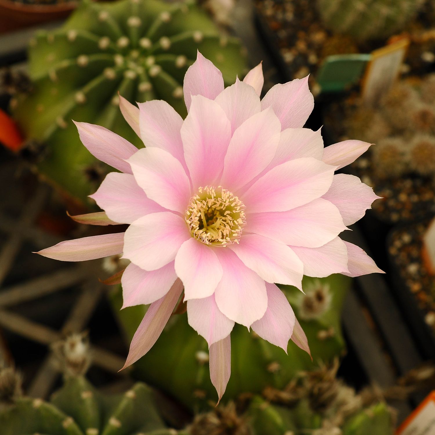 Echinopsis subdenudata Fuzzy Navel Pink Flower