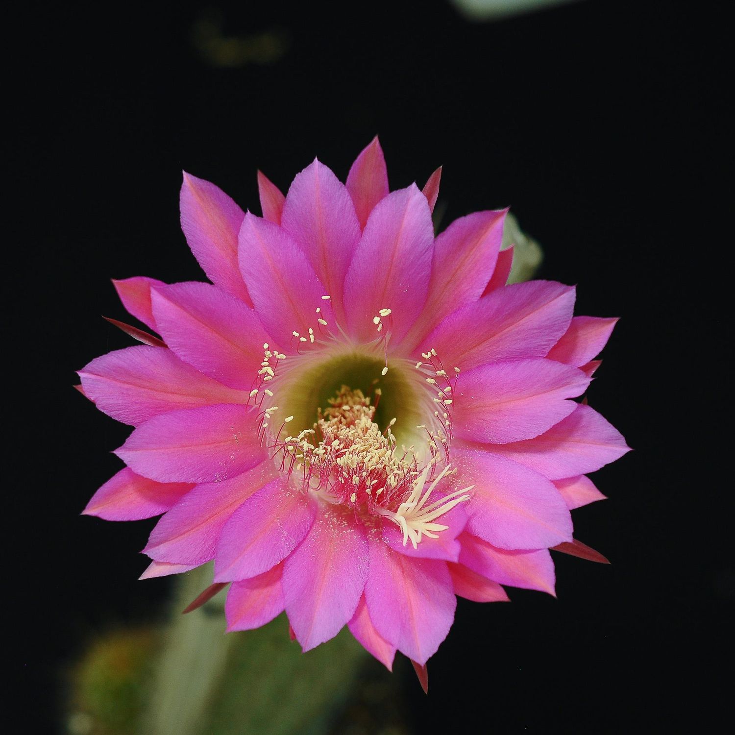 Trichocerous Hybrid Sizzler - Flower 