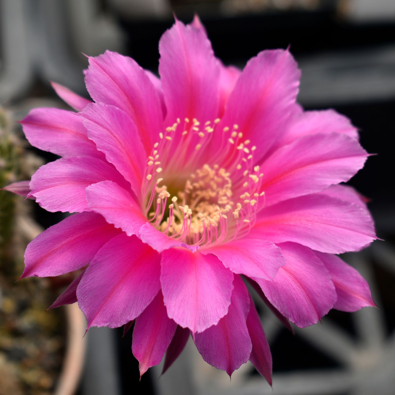 Echinopsis hybrid Desdemona (Schick)