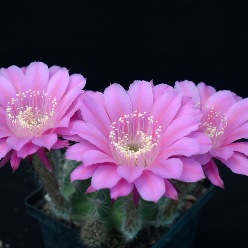 Echinopsis hybrid Desdemona (Schick) Echinopsis hybrid Desdemona (Schick) in full bloom showing multiple pink flowers