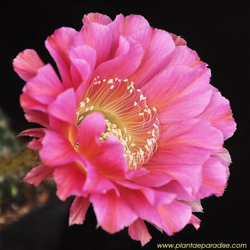 Echinopsis hybrid Purple Starling
