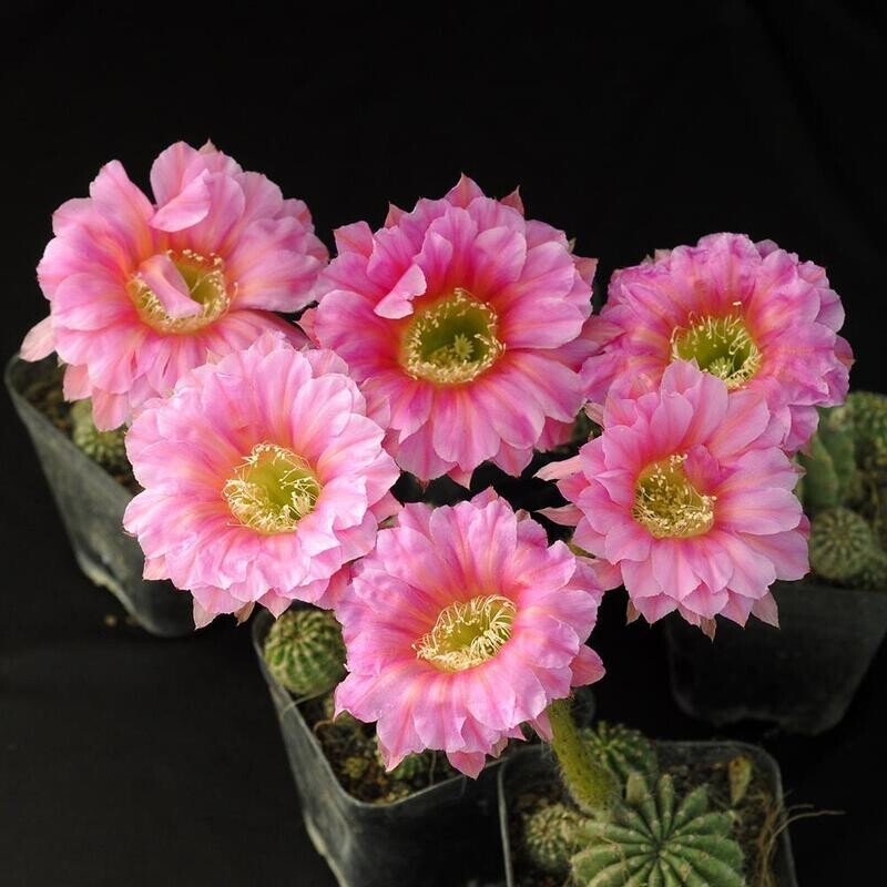 Echinopsis hybrid  Purple Starling