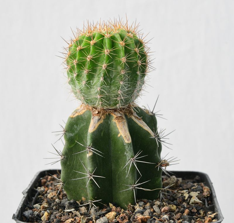 Echinopsis PP's hybrid ' I Am '