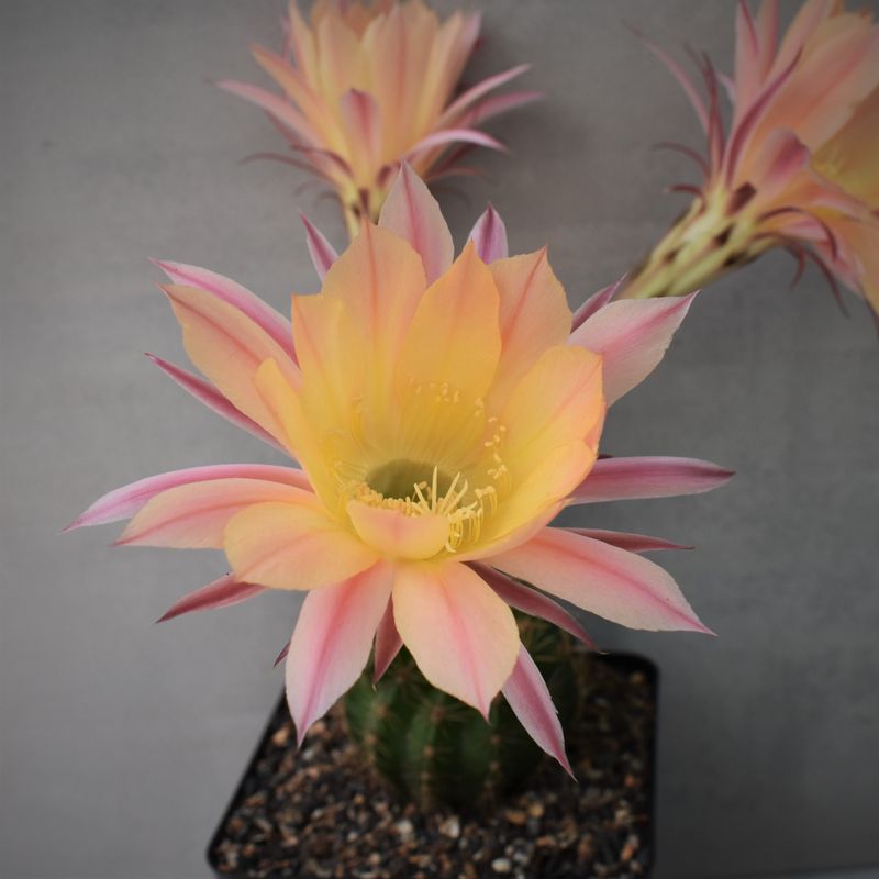 Echinopsis PP's hybrid ' I Am '