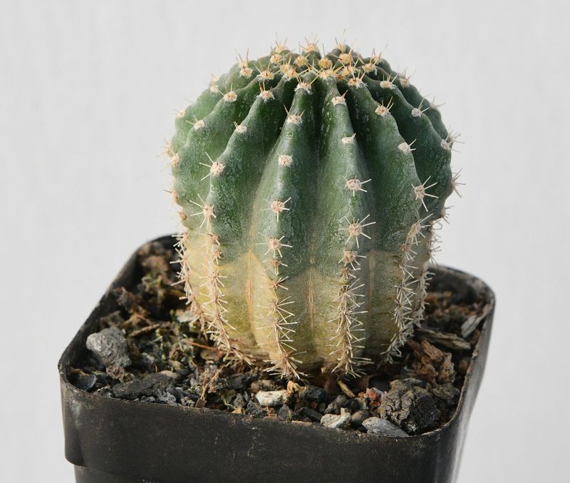 Echinopsis 'EDWARDIAN LADY' Schick hybrid