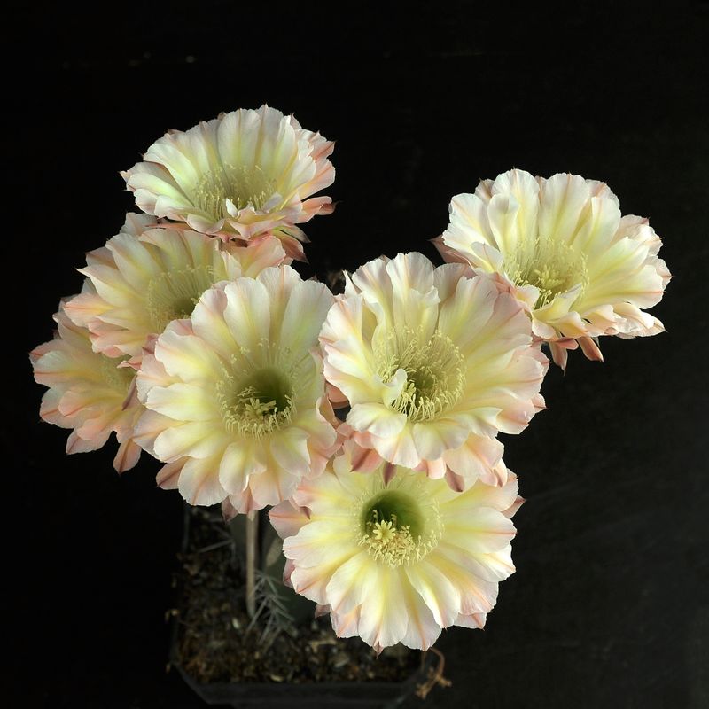 Echinopsis 'EDWARDIAN LADY' Schick hybrid