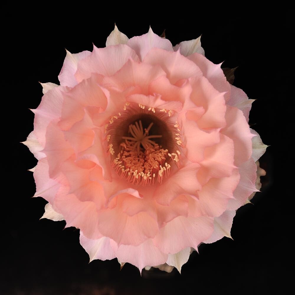 Echinopsis hybrid Kincsem "light peach" in full bloom top-down view