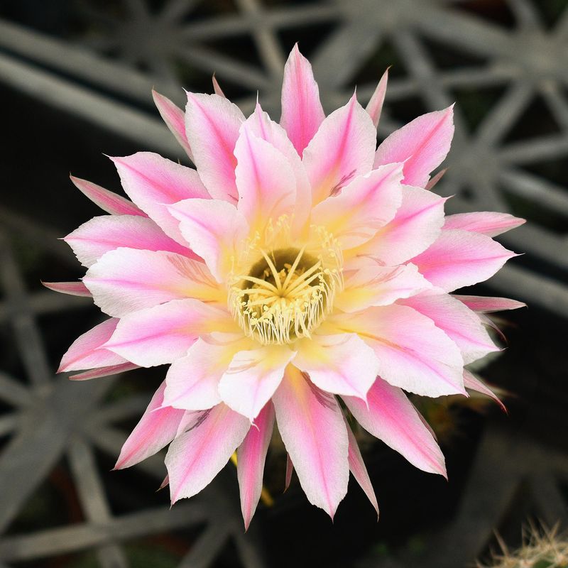 Echinopsis 'Zeus' is a hybrid cactus cultivar that is highly valued for its robust growth and spectacular, vibrant flowers.