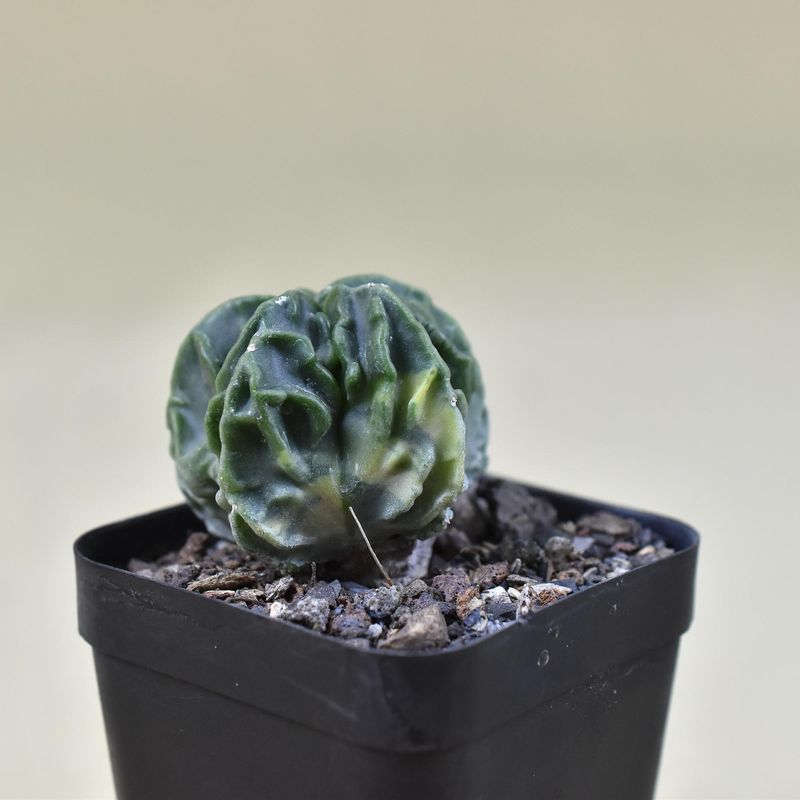 Astrophytum myriostigma cv FUKURYU VARIEGATED