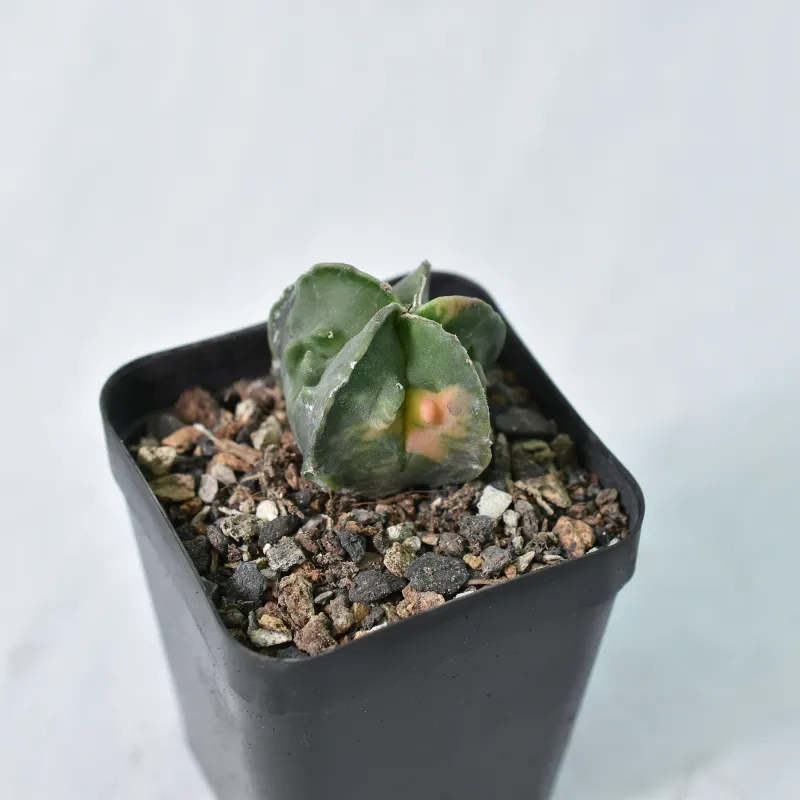 Astrophytum myriostigma cv FUKURYU VARIEGATED