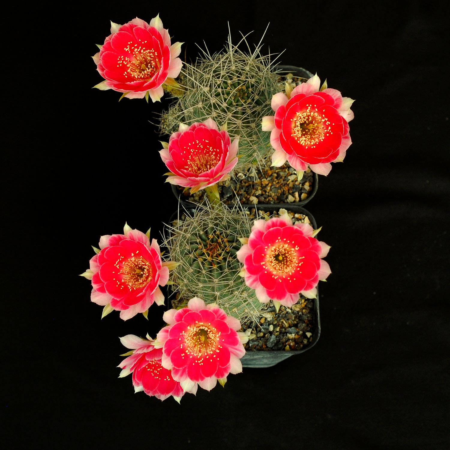 Lobivia hyrbid "Sylvia"