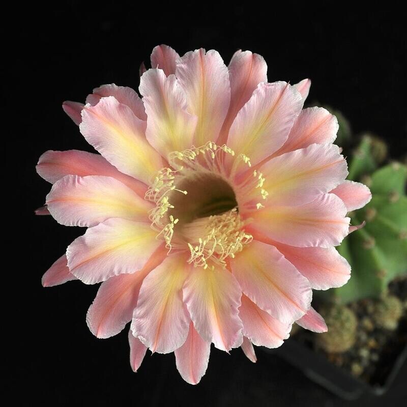 Echinopsis hybrid Eso es todo Echinopsis hybrid Eso es todo in full bloom with pink and yellow flowers