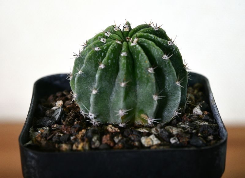 Echinopsis hybrid Eso es todo