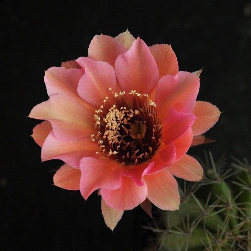 Echinopsis hybrid 'Rachel Carlson'-FLOWER