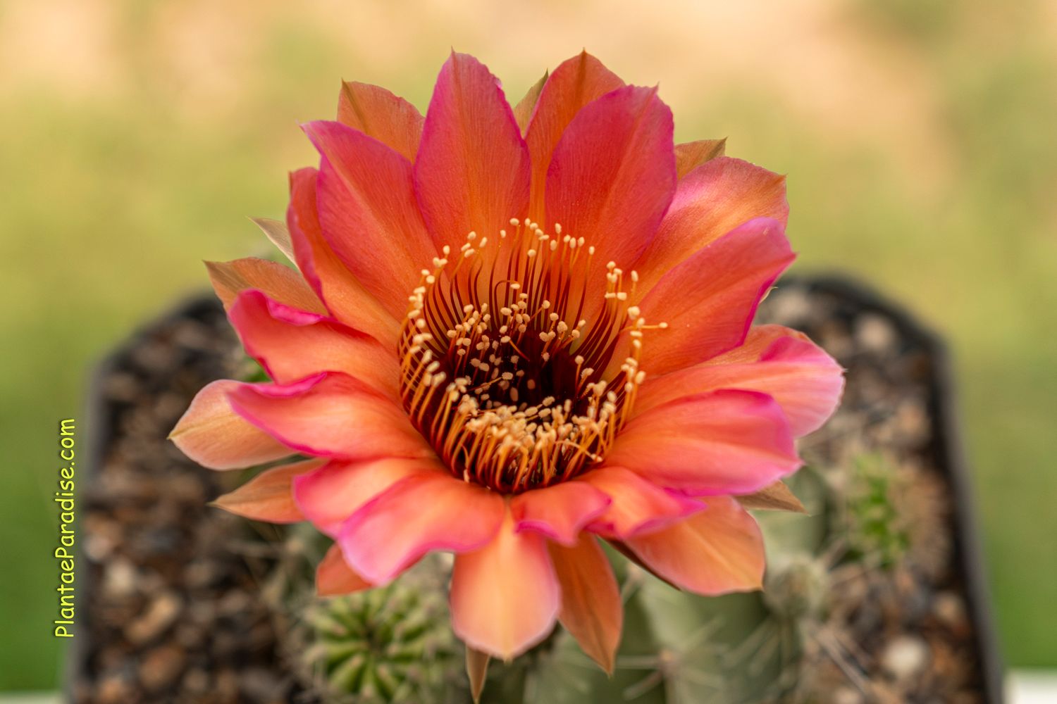 Echinopsis hybrid 'Rachel Carlson' in bloom with red-orange flowers