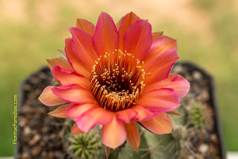 Echinopsis hybrid 'Rachel Carlson' in bloom, close-up