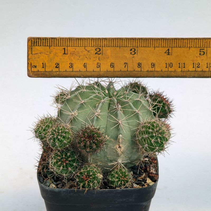Echinopsis hybrid 'Rachel Carlson'