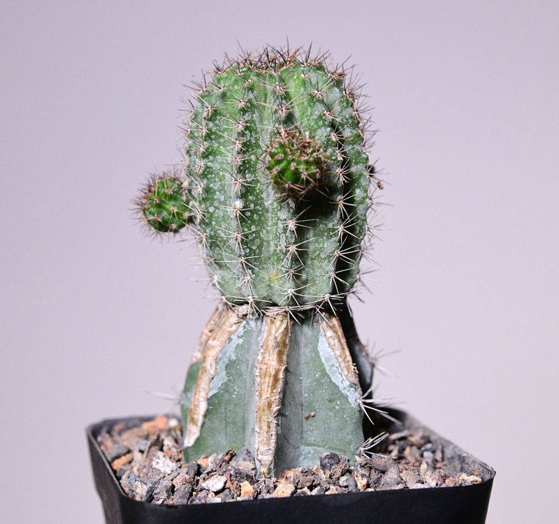 Echinopsis hybrid 'Rachel Carlson' front view