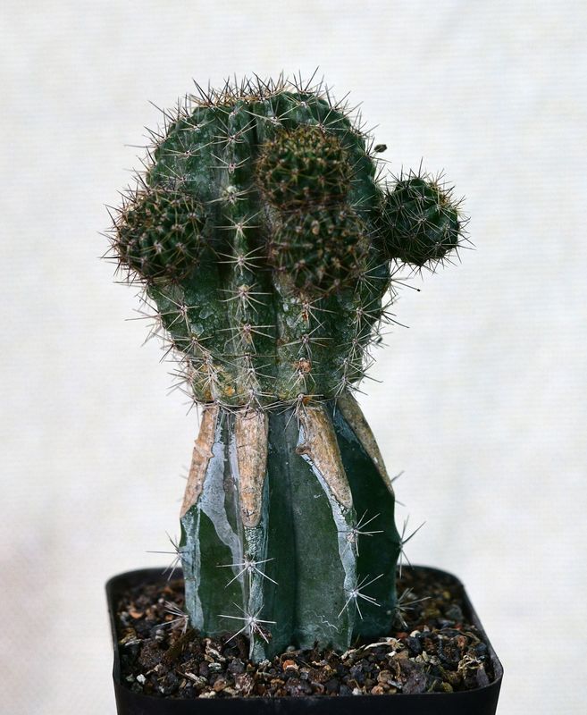 EchinScripts hybrid 'Rachel Carlson' full plant view showing columnar growth