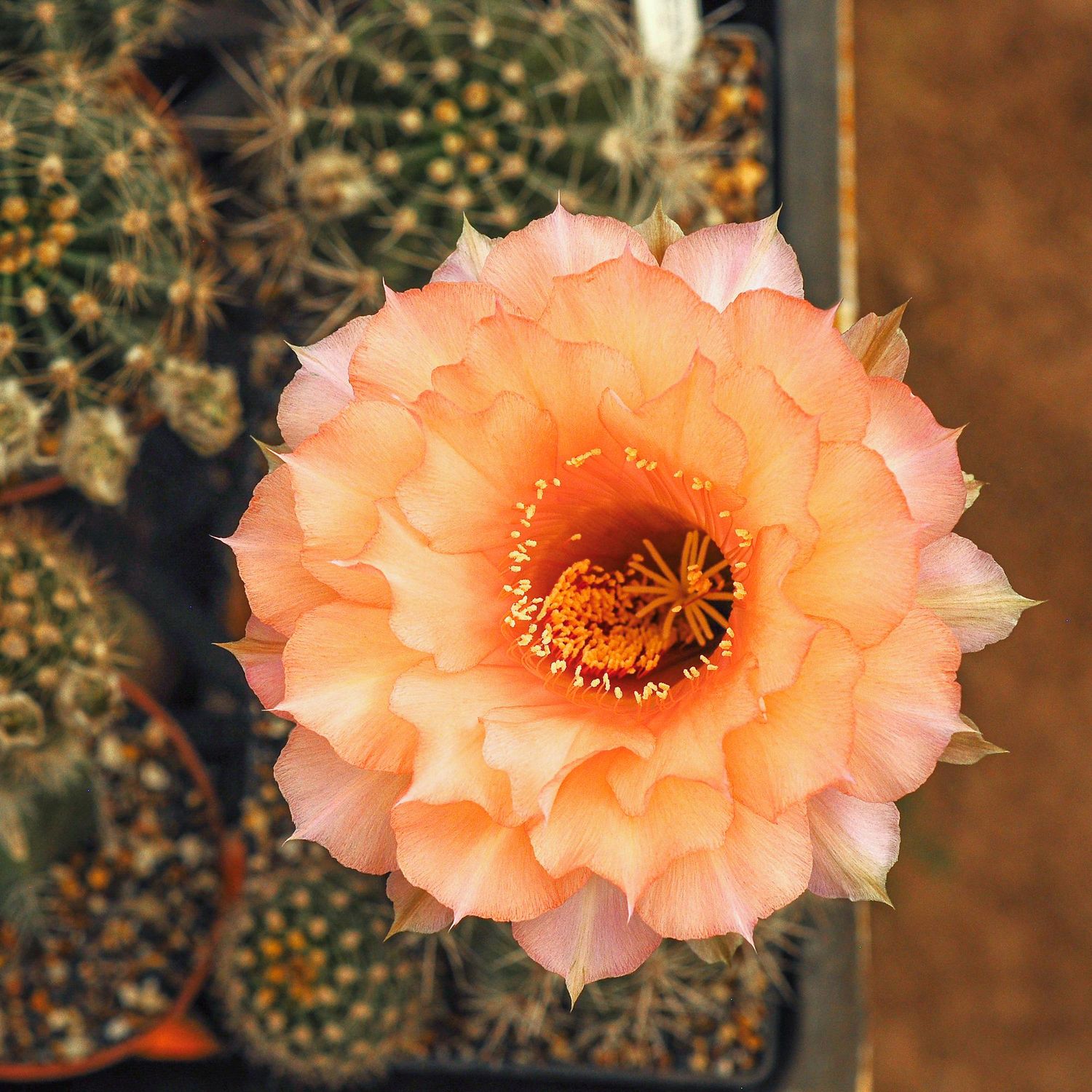 Echinospsis hybrid En la Caldera