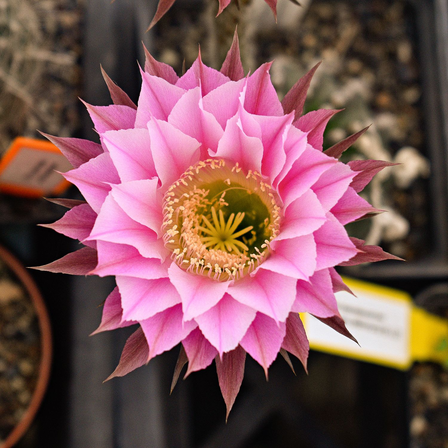 Echinopsis hybrid Stars and Stripes Echinopsis hybrid Stars and Stripes