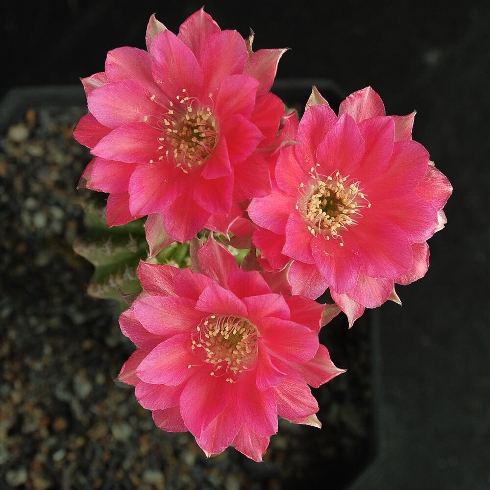 Lobivia hybrid Miss Magenta Muffet-Flower