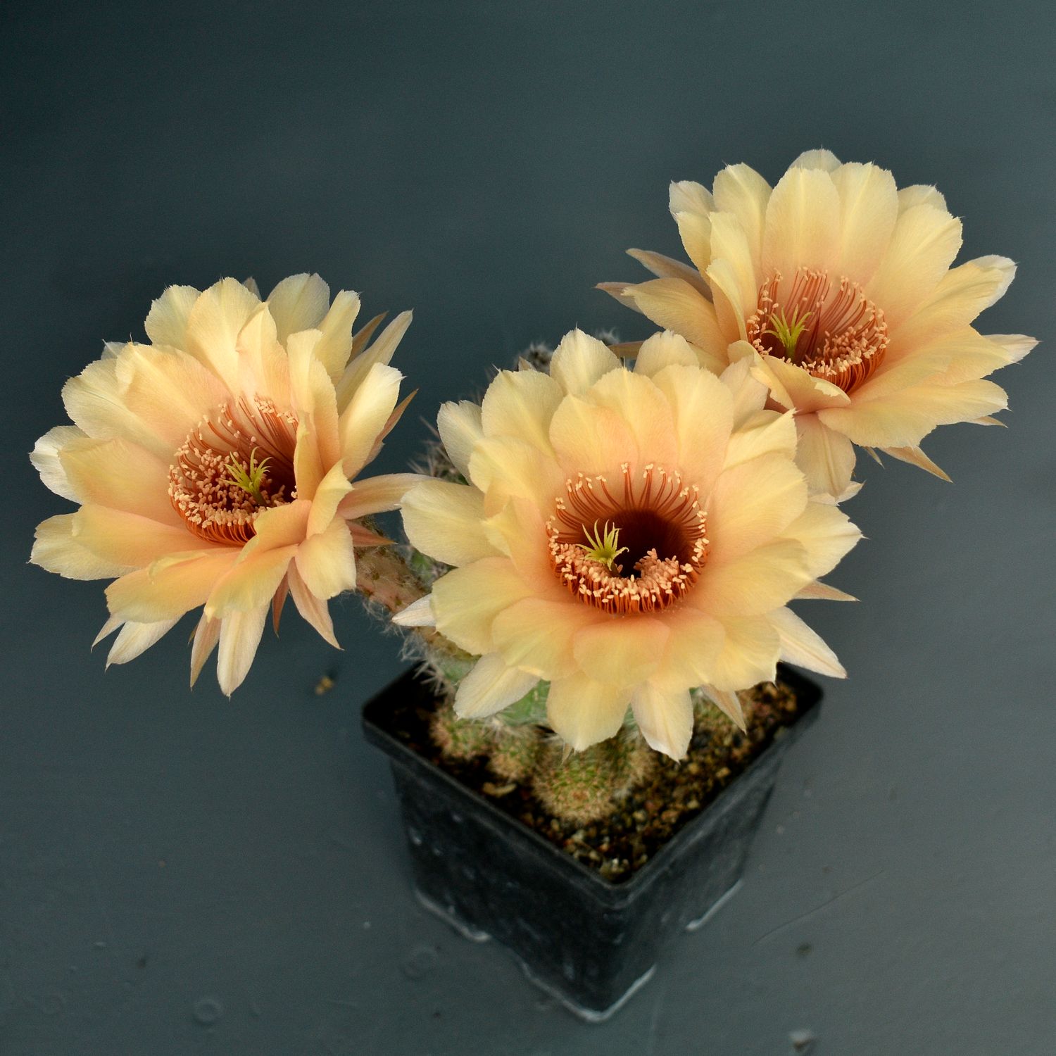 Echinopsis hybrid La Reina-FLOWER
