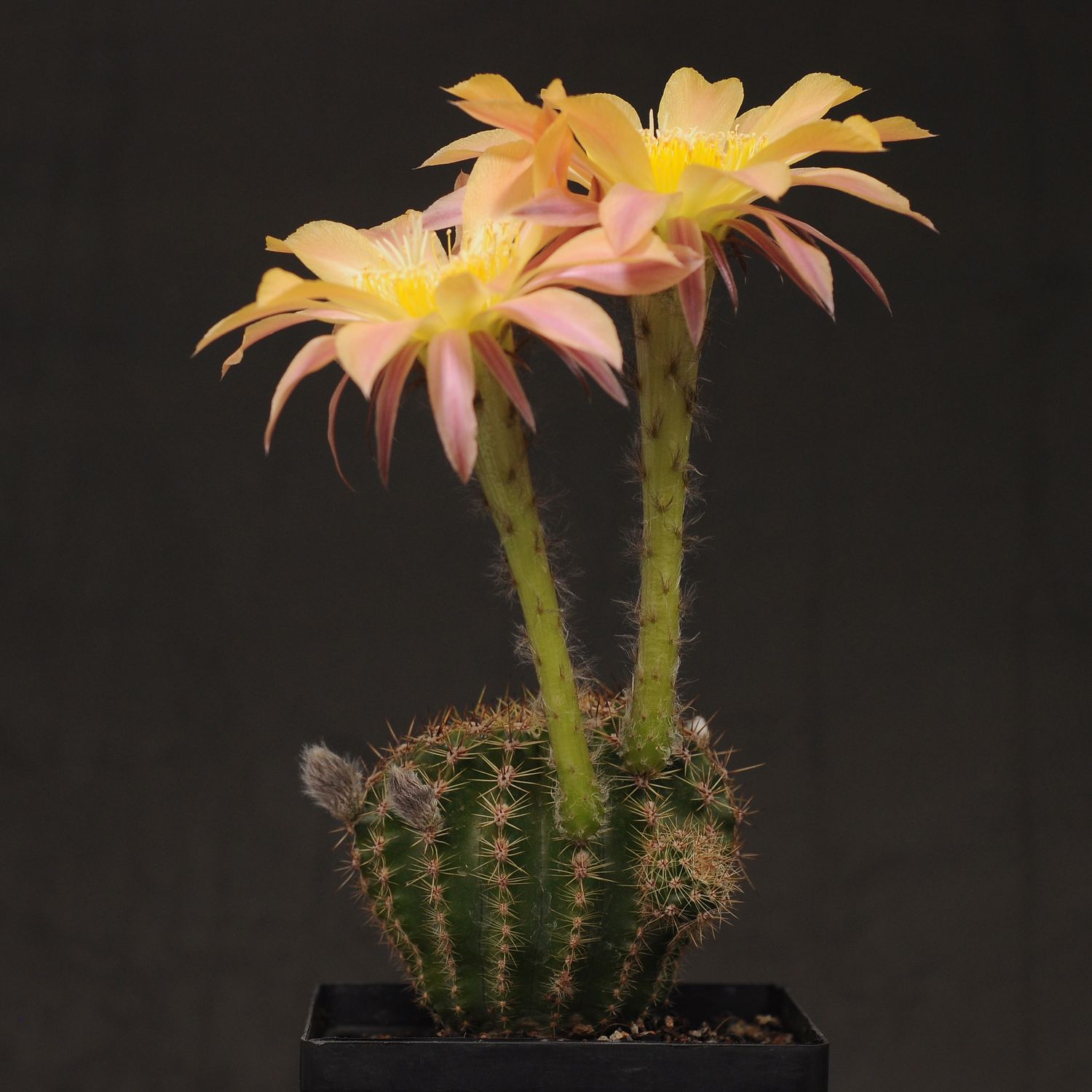 Echinopsis hybrid Lagertha