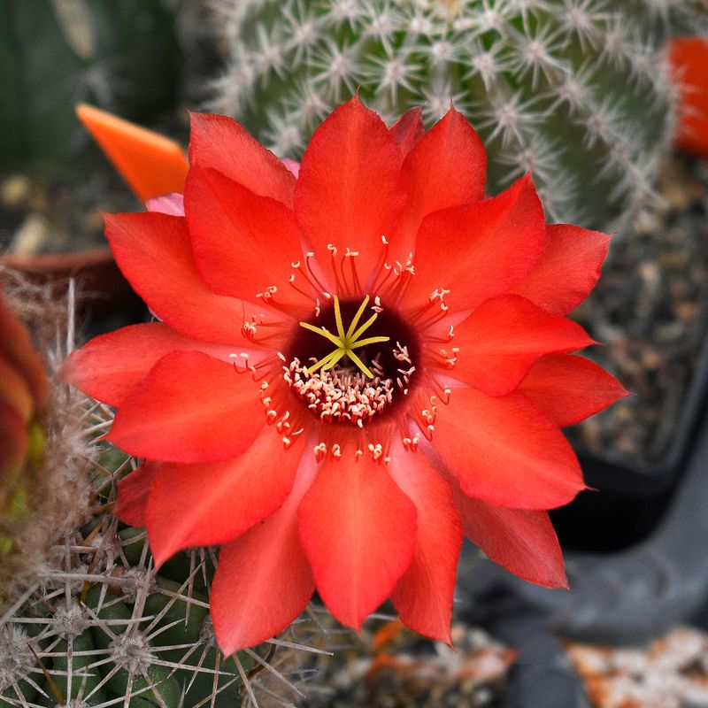 Echinopsis hybrid Bjorn Ironside-FLOWER