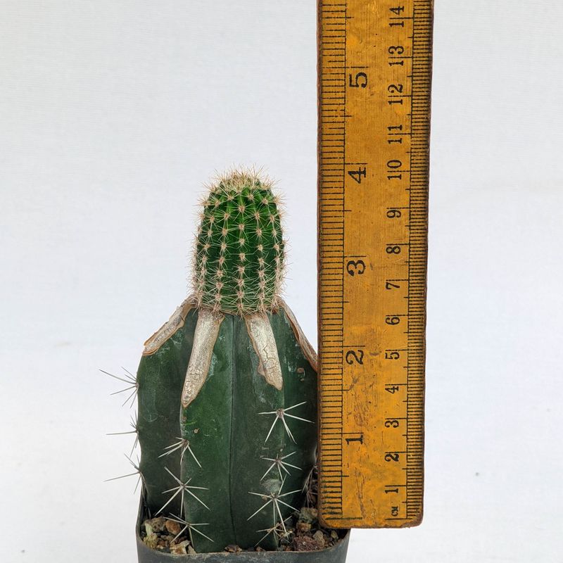 Echinopsis hybrid Bjorn Ironside