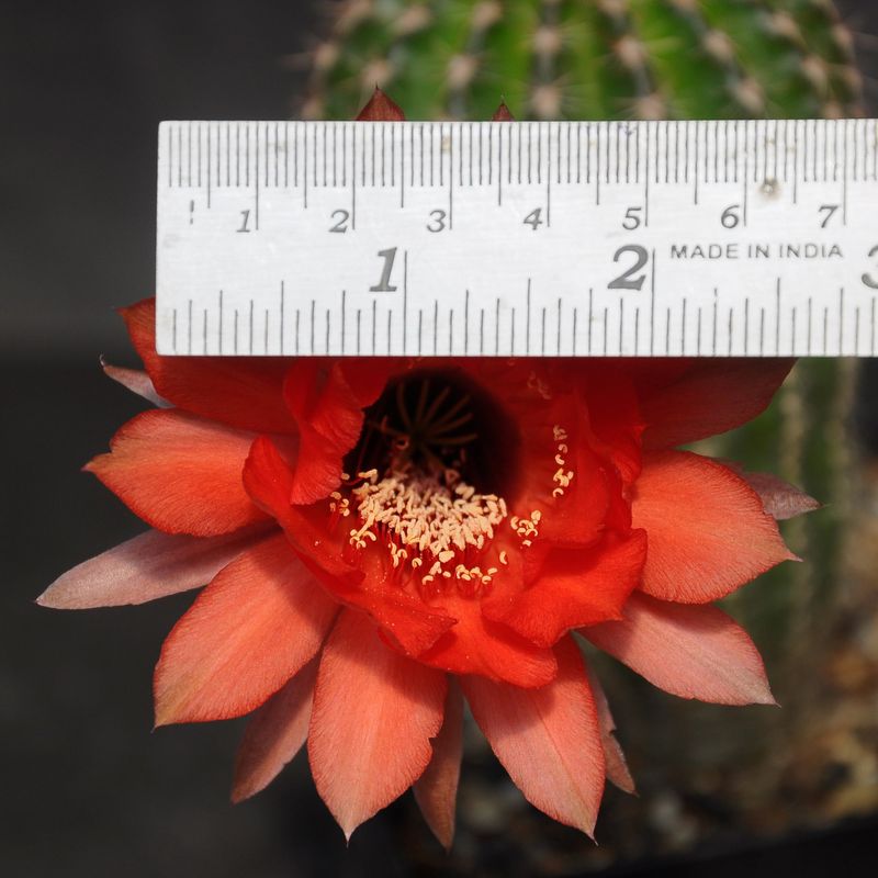 Echinopsis hybrid Bjorn Ironside with ruler for size reference showing flower diameter