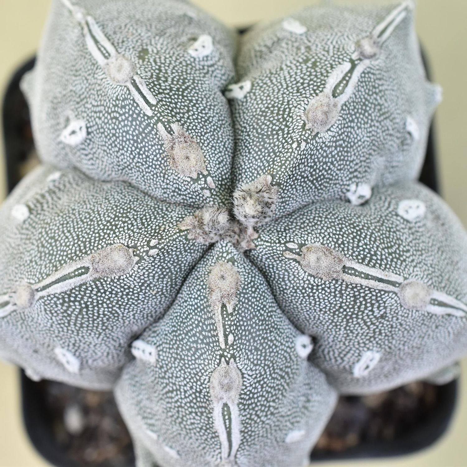 Astrophytum myriostigma cv PIPES