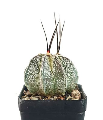 astrophytum myriostigma nudum Astrophytum myriostigma var. nudum – Planet Desert