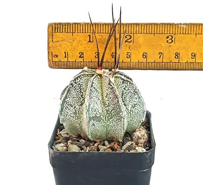 Astrophytum capricorne var. niveum