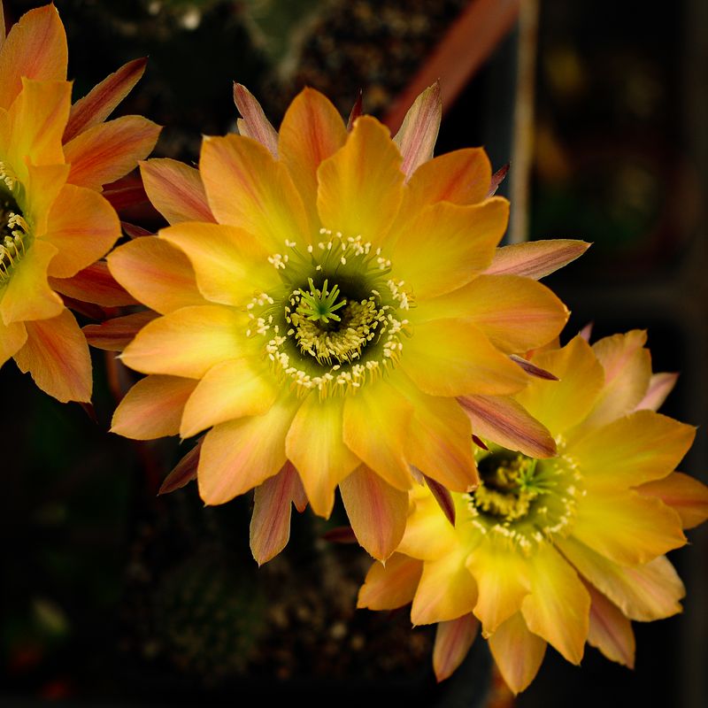 Echinopsis hybrid Aslaug