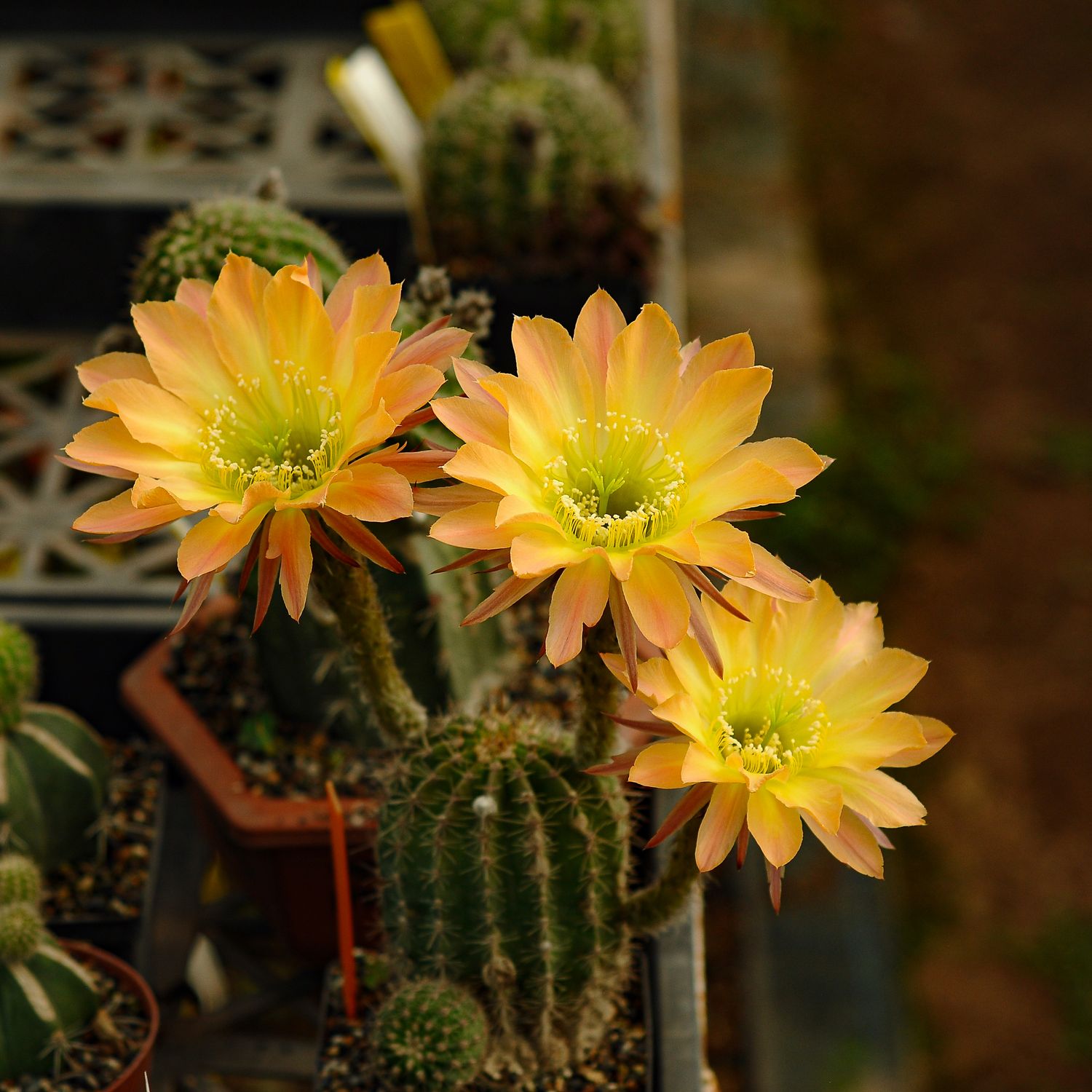 Echinopsis hybrid Aslaug Echinopsis hybrid Aslaug