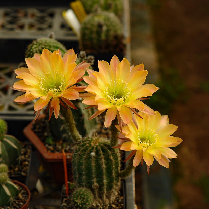 Echinopsis hybrid Aslaug Echinopsis hybrid Aslaug