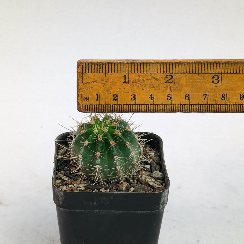 Echinopsis hybrid 'Sorceress' (Schick Hybrid)