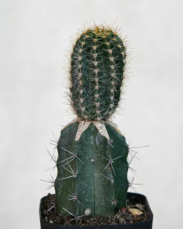 Echinopsis hybrid 'Sorceress' (Schick Hybrid) front view showing columnar body and golden spines