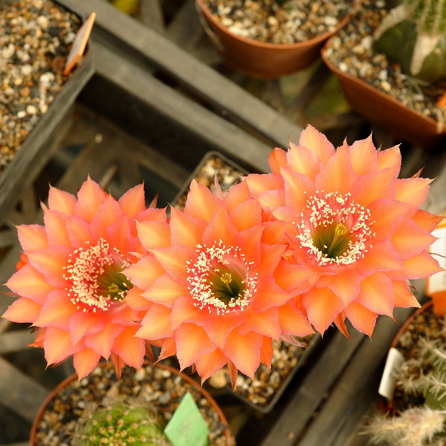 Echinopsis hybrid Halfdan in bloom with multiple coral-orange flowers