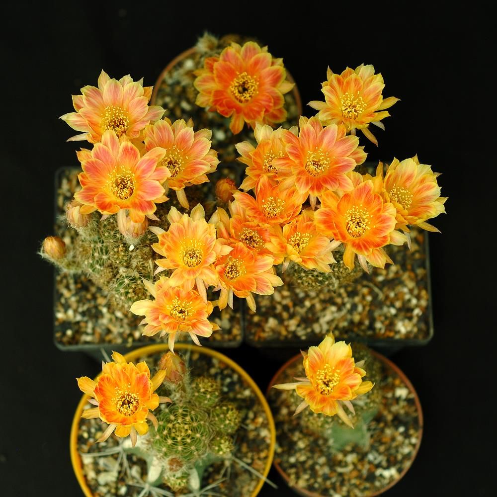 Lobivia Thai Hybrid PN513.2 in bloom with bright orange flowers