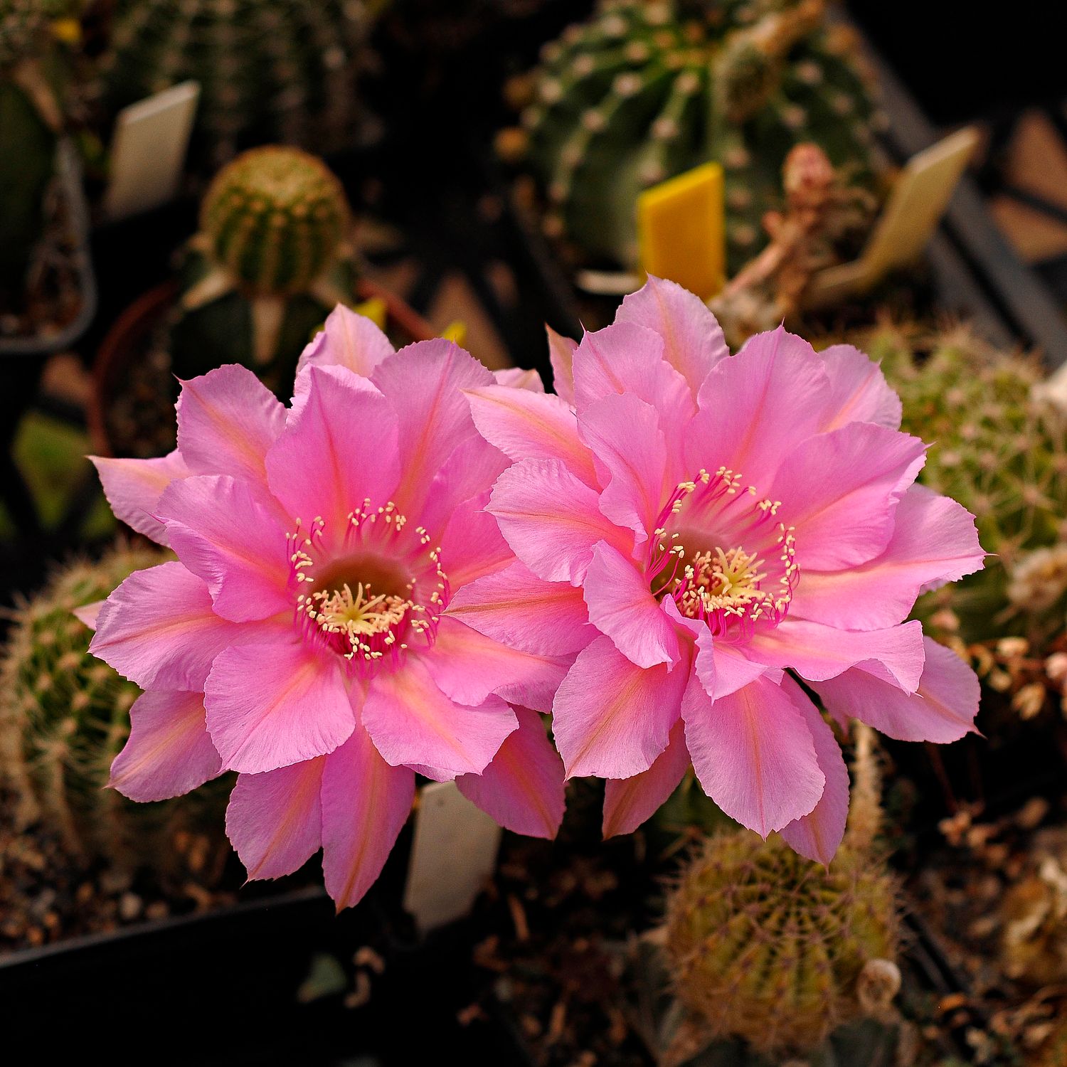Echinopsis hybrid cv 'Crepe Crusader' (SCHICK) Echinopsis hybrid cv 'Crepe Crusader' (SCHICK)