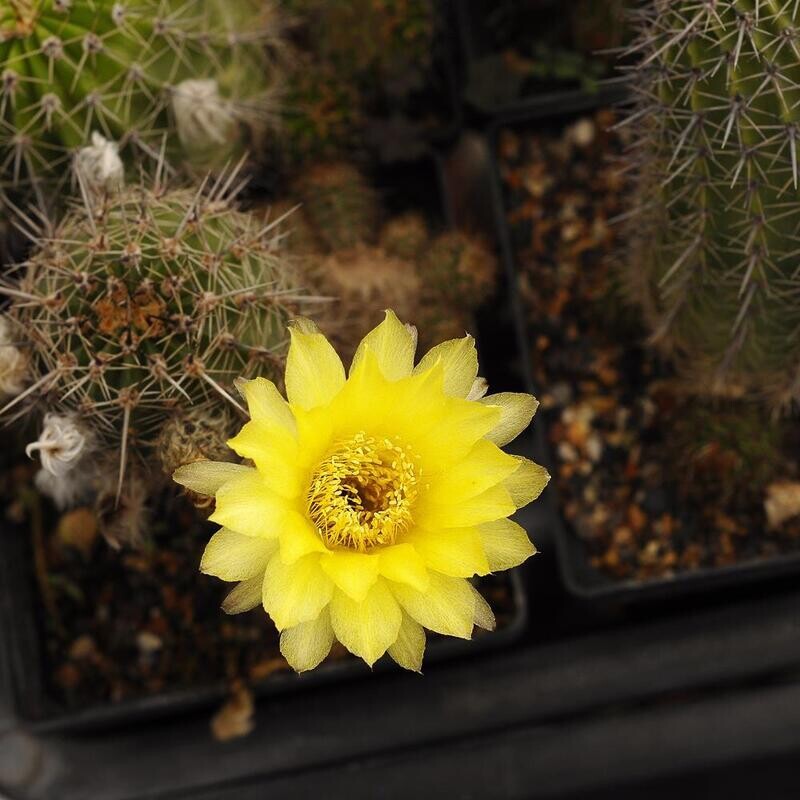 Echinopsis X pseudolobivia aurea v. sierragrande Echinopsis X pseudolobivia aurea v. sierragrande in full bloom with bright yellow flower
