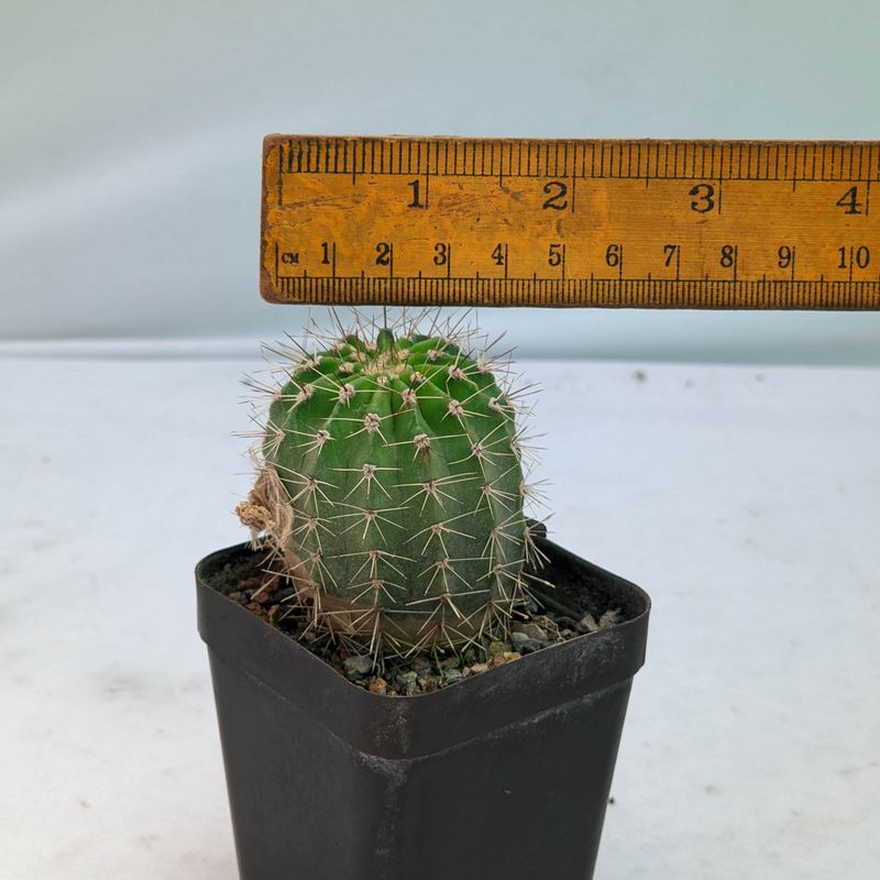 Echinopsis X pseudolobivia aurea v. sierragrande