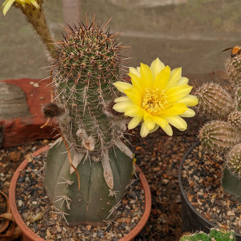 Echinopsis X pseudolobivia aurea R101 v sierragrande